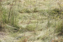 Brachypodium distachyon