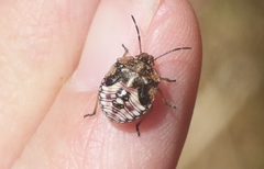 Agonoscelis puberula