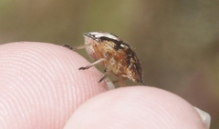 Agonoscelis puberula