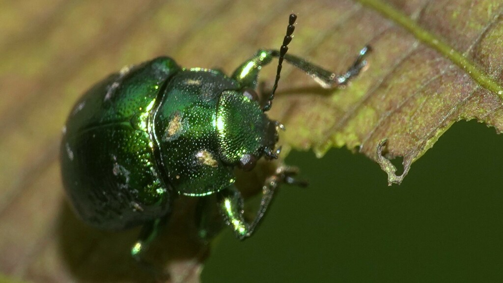 Colasposoma coromandeliana from Yeoor, Thane, Mumbai, Maharashtra ...