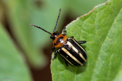 Disonycha prolixa