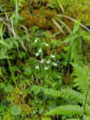Platanthera brevicalcarata