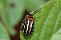 Disonycha prolixa