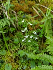 Platanthera brevicalcarata