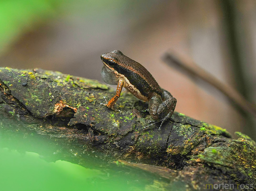 McDiarmid's Rocket Frog