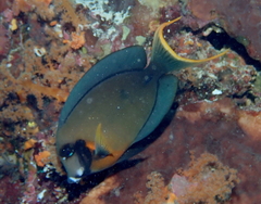 Acanthurus pyroferus