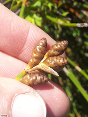 Nevillea obtusissima