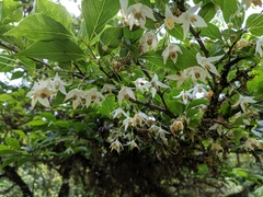 Styrax formosanus