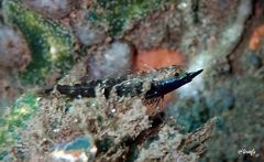 Helcogramma