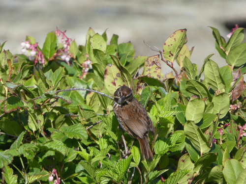 Song Sparrow photographed in Oregon