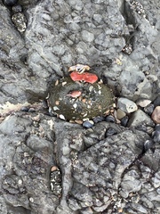 Panulirus interruptus