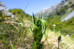 Pterostylis oliveri