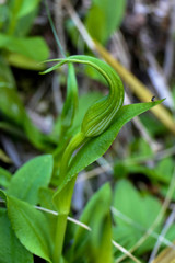 Pterostylis oliveri