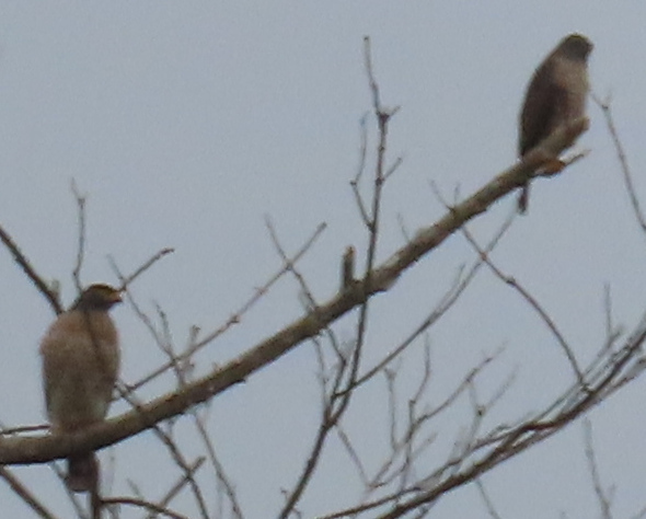 Roadside Hawk