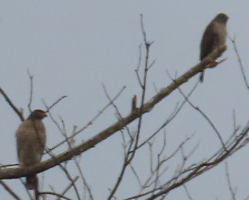 Roadside Hawk