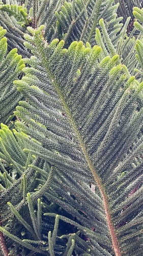 Norfolk Island Pine