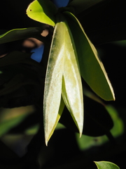 Diospyros blancoi