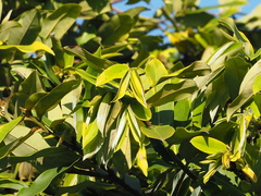 Diospyros blancoi