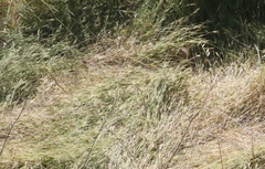 Brachypodium distachyon