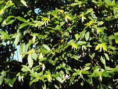 Diospyros blancoi