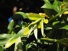 Diospyros blancoi