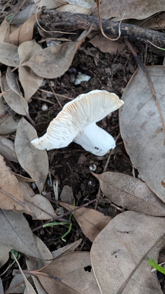Russula delica · June 2024 · photo: © atsushi_nakajima_cirque (iNaturalist, cc-by)