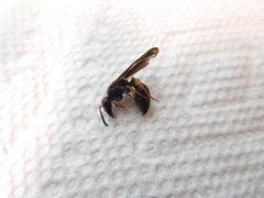 Ancistrocerus unifasciatus