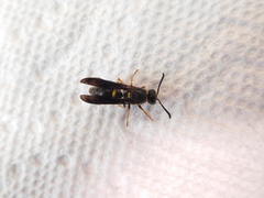 Ancistrocerus unifasciatus