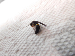 Ancistrocerus unifasciatus