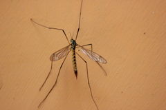 Nephrotoma flavescens