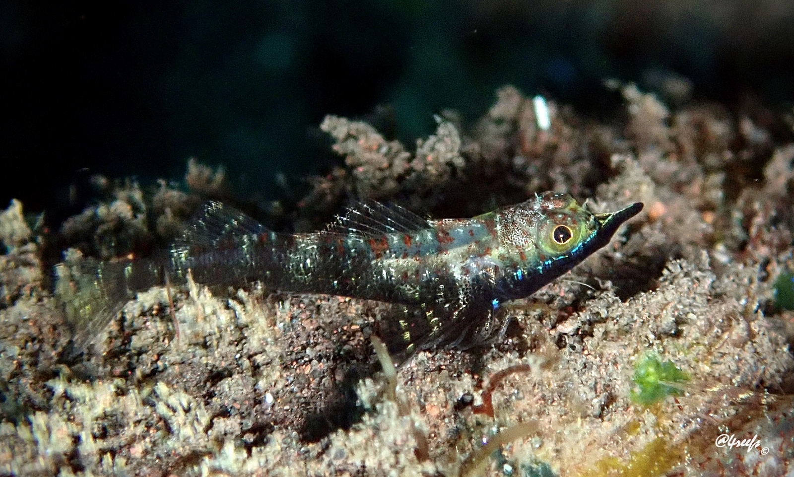 Black-Rhino Triplefin photo 2