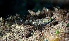 Helcogramma