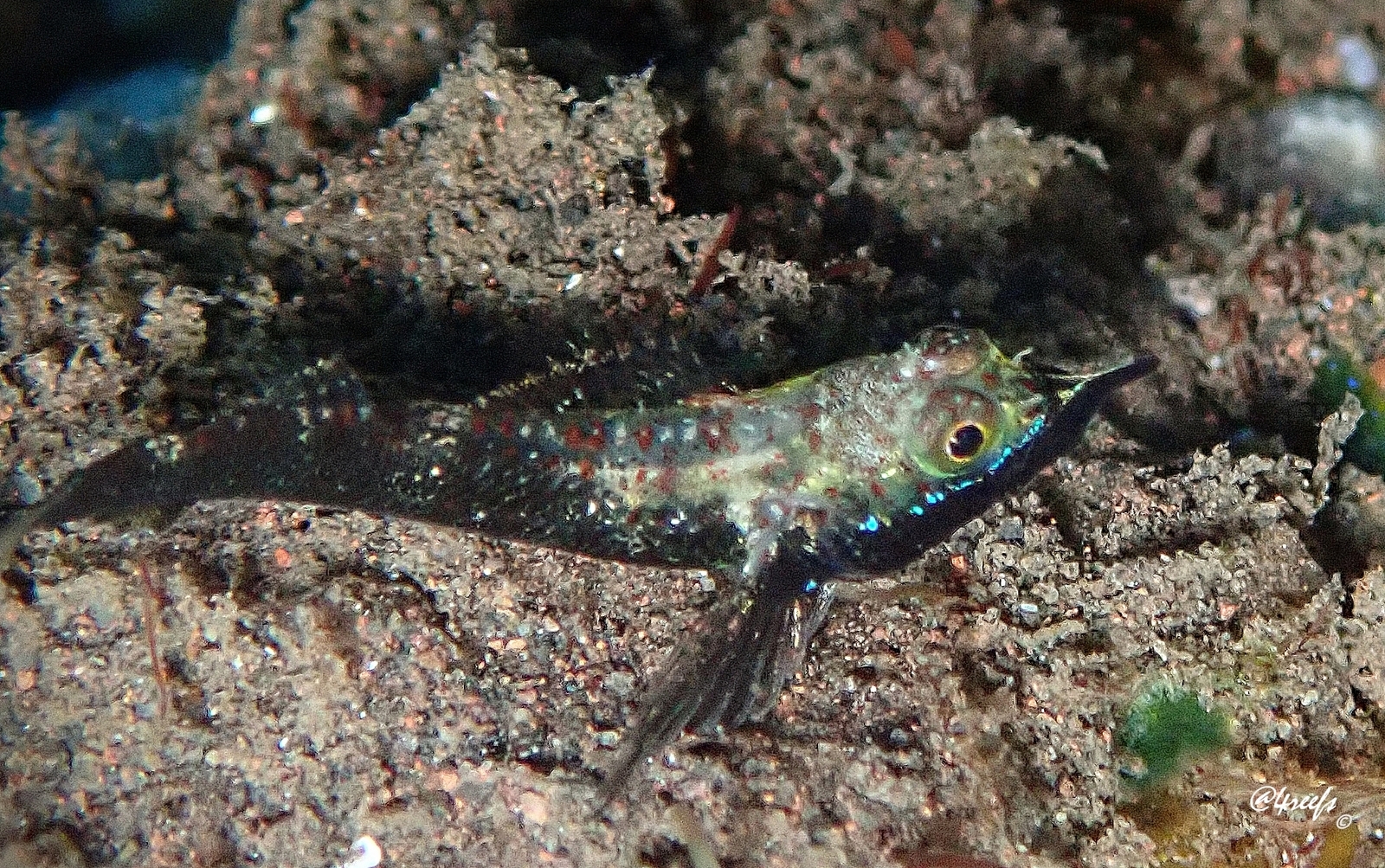 Black-Rhino Triplefin photo 3