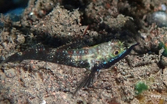 Helcogramma
