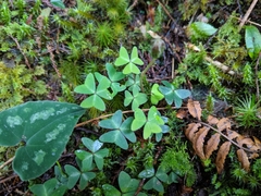 Oxalis