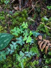 Oxalis
