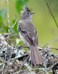 Yellow-Bellied Elaenia photo 3
