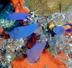 Rhopalaea