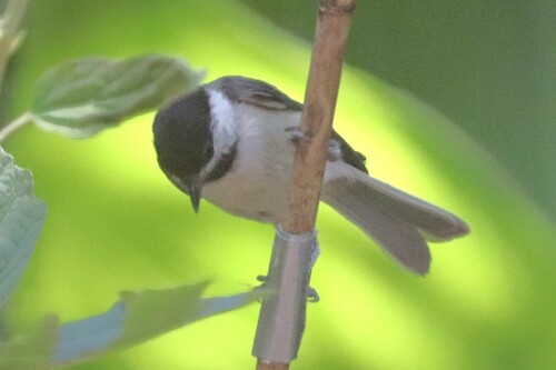 Carolina Chickadee photographed in Georgia