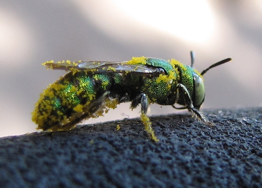 Small carpenter bee
