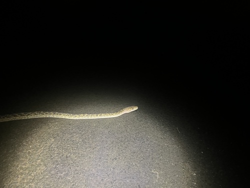 Australian Scrub Python sighting