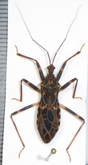 Acanthaspis signifera