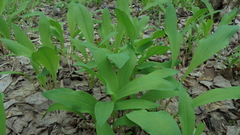 Allium microdictyon