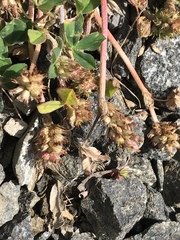 Trifolium striatum
