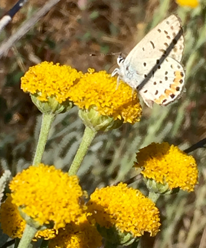 iNaturalist observation photo of Acmon Blue