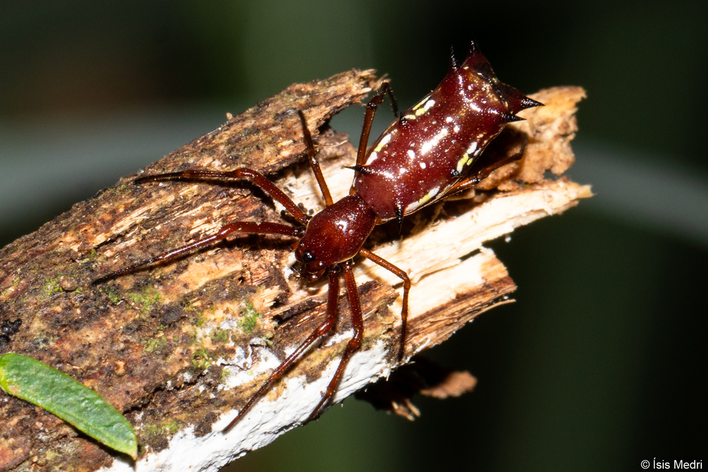 Micrathena swainsoni