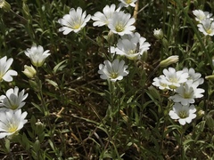 Cerastium viride