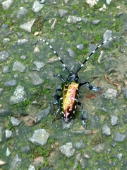 Anoplophora albopicta