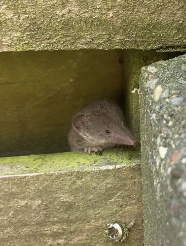 Greater White-toothed Shrew, Drenthe, NL, photo 5 of 10