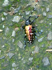 Anoplophora albopicta